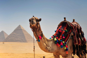 Piramidi del Cairo, Grand Museum e Cittadella: tour in autobus da Hurghada
