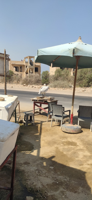 اسماك الفرسان