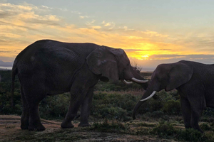 2-Day Cape Town Safari with Big 5, Penguins & Cape Agulhas