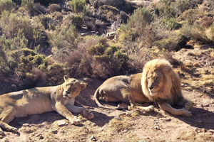 Safari al tramonto dei Big Five di Aquila con buffet