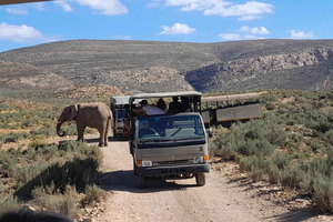Aquila Game Reserve Sunset Safari with Transport