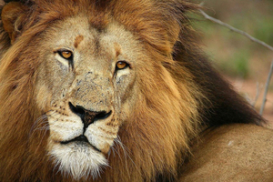 Big 5 Game Drive Safari with Breakfast & Lunch