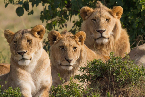 Safari Big 5 Wycieczka prywatna