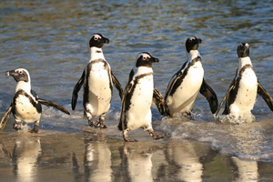Cape of Good Hope, Chapman's Peak Drive, Penguins , Seals