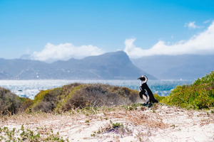 Cape of Good Hope Full-Day Private Tour