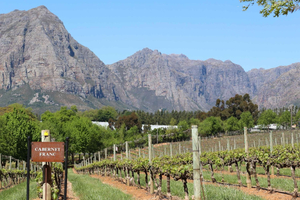 Cape Peninsula and Winelands Private Full-Day Combo Tour