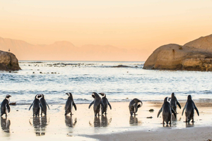 Cape Peninsula & Penguins Beach Half Day Tour from Cape Town