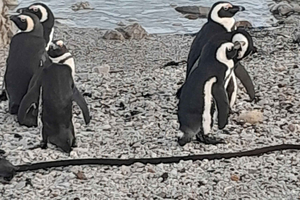 Cape Point Cape of Good Hope and Penguin small group Tour