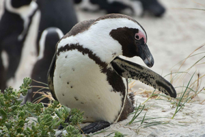Avventura privata: tour di 1 giorno a Cape Point
