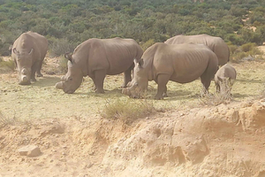 Cape Town: Aquila Game Reserve Sunset Game Drive