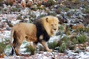 Kapstadt: Big-5-Safari bei Sonnenuntergang