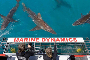 Cape Town: Gansbaai Eco-Friendly Shark Cage Diving Cruise