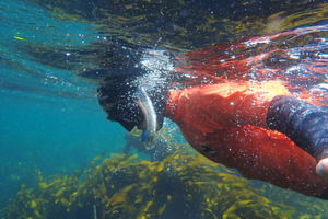Cape Town: Great African Sea Forest Guided Snorkel