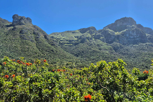 Cape Town: Kirstenbosch to Constantia Walk & Wine Tasting