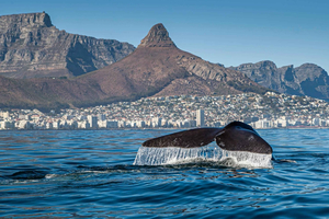 Kaapstad, Langebaan: walvisexpeditie met Atlantic Ocean Safaris