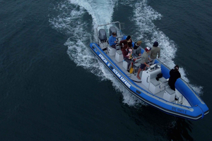 Cape Town: Marine Biologist Led Safari Tour - V&A Waterfront