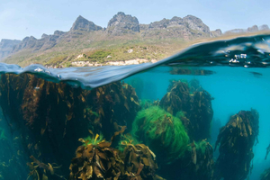 Cape Town: Ocean Safari in Hout Bay