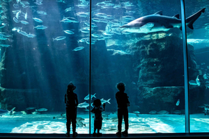 Cape Town: Private Family Tour with Aquarium & Parks