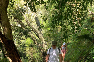 Cape Town: Skeleton Gorge and Kirstenbosch Gardens Hike