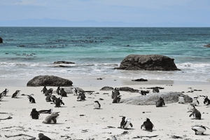 Cape Town Table Mountain Penguins & Cape Point