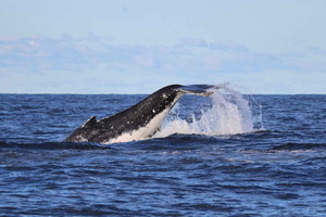 Cape Whale e pinguini, tour enologico con prelievo