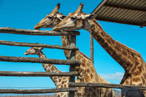 Cape Winelands Family Tour & villieläinten kohtaaminen