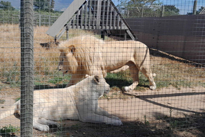 Encuentro con guepardos y jirafas, parque de leones y cata de vinos.