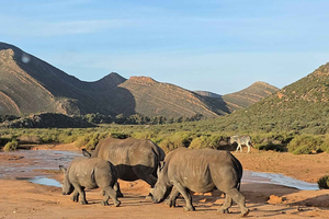 Cruise Passengers sunset Safari & Wine Tour