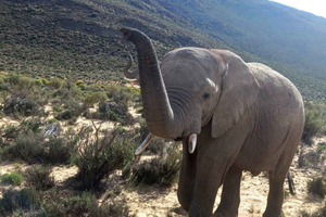 Von Kapstadt aus: Aquila Game Reserve Sunset Game Drive