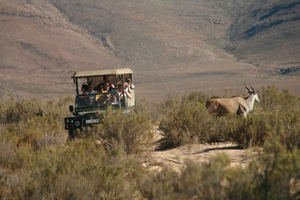 From Cape Town: Big Five Game Reserve with Lunch