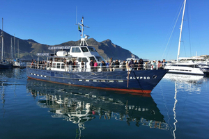 From Cape Town: Glass-Bottom Boat Seal Watching Tour