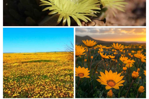 From Cape Town - West Coast Flower Tour with Guide