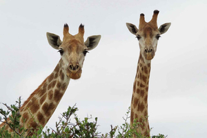 From Cape Town - Wildlife Safari, Olive, Beer & Wine Tasting
