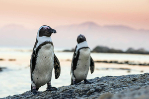 Full Day Private Cape Peninsula and Boulders Beach Tour