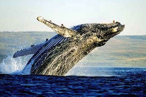 Full Day Private Whale Watching, Penguin, & Cage Diving Tour