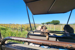 Game Drive in Stellenbosch & Table Mountain Tour