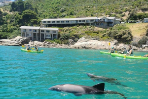 Guided Kayaking in Hout Bay