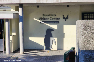 Half-Day Cape Peninsula Tour with Penguin private