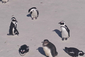 Halvdagstur med vinsmaking i Penguins Colony og Constantia