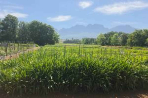 Ciudad del Cabo: tour de vino, chocolate y ginebra en Helderberg