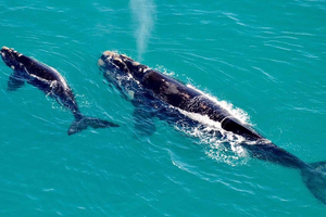 Hermanus Whale and Penguins Betty's Bay