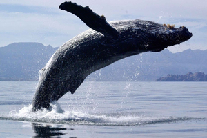 Hermanus Whale Watching Boat Trip and Wine Tasting
