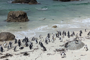 Hermanus Whale Watching & Cape Agulhas Day Tour