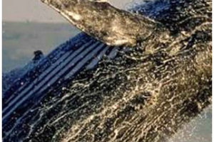Hermanus Whale Watching & Penguins Private Tour