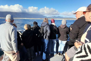 Kapstadt: Whale Watching in Hermanus, Sonnenuntergangsfahrt & Mittagessen