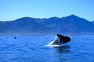 Hermanus: tour de avistamiento de ballenas y pingüinos con vistas a la costa
