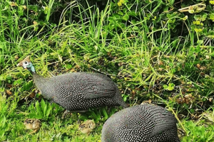 Fuglekikkertur i Kirstenbosch og False Bay
