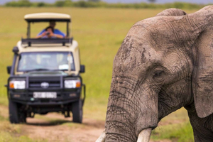 One-Day Safari with Game Drive & Lunch