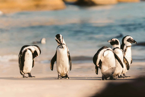 Private Tour: Cape Point, Penguins, Chapmans Peak & more...