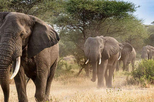SAFARI- Cape Town Aquila Big 5 & Lunch (Hotel Pickup incl.)